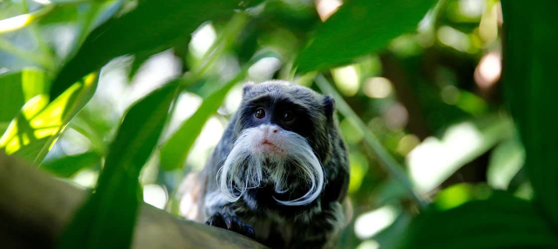 Melbourne Zoo Ticket - image 3